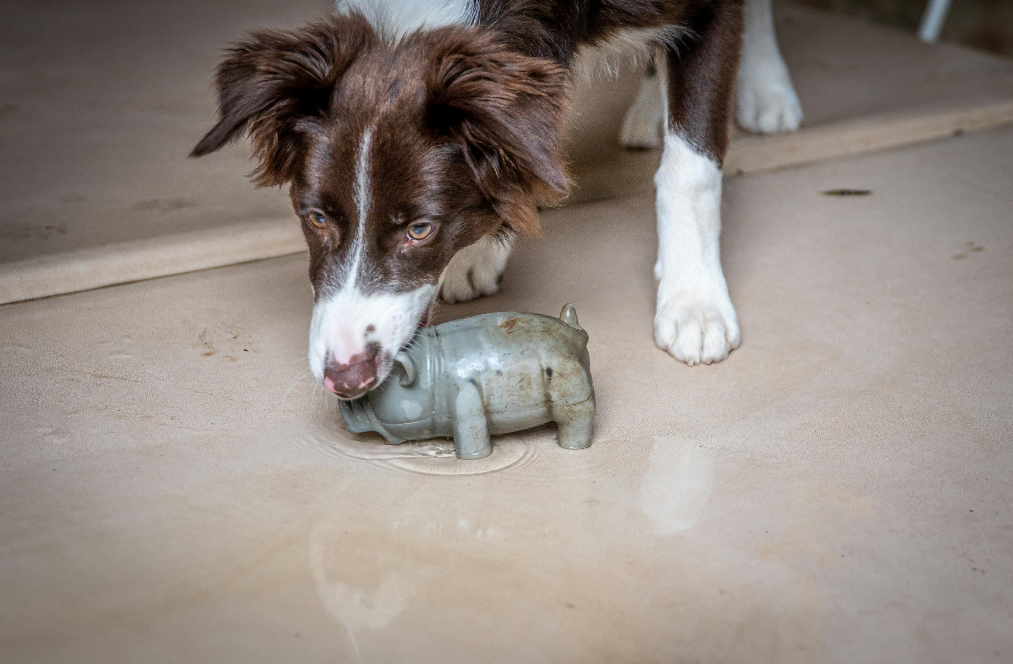 Brown and White Border Collie Biting Pig Figurine · Free