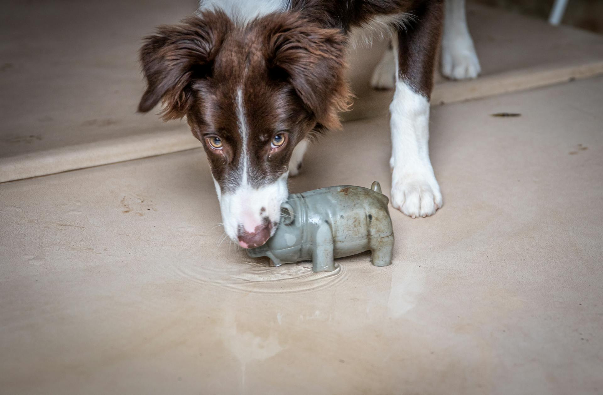 Brown and White Short Coated Dog Biting Pig Figurine