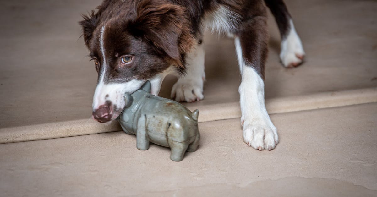 How to punish your puppy for biting