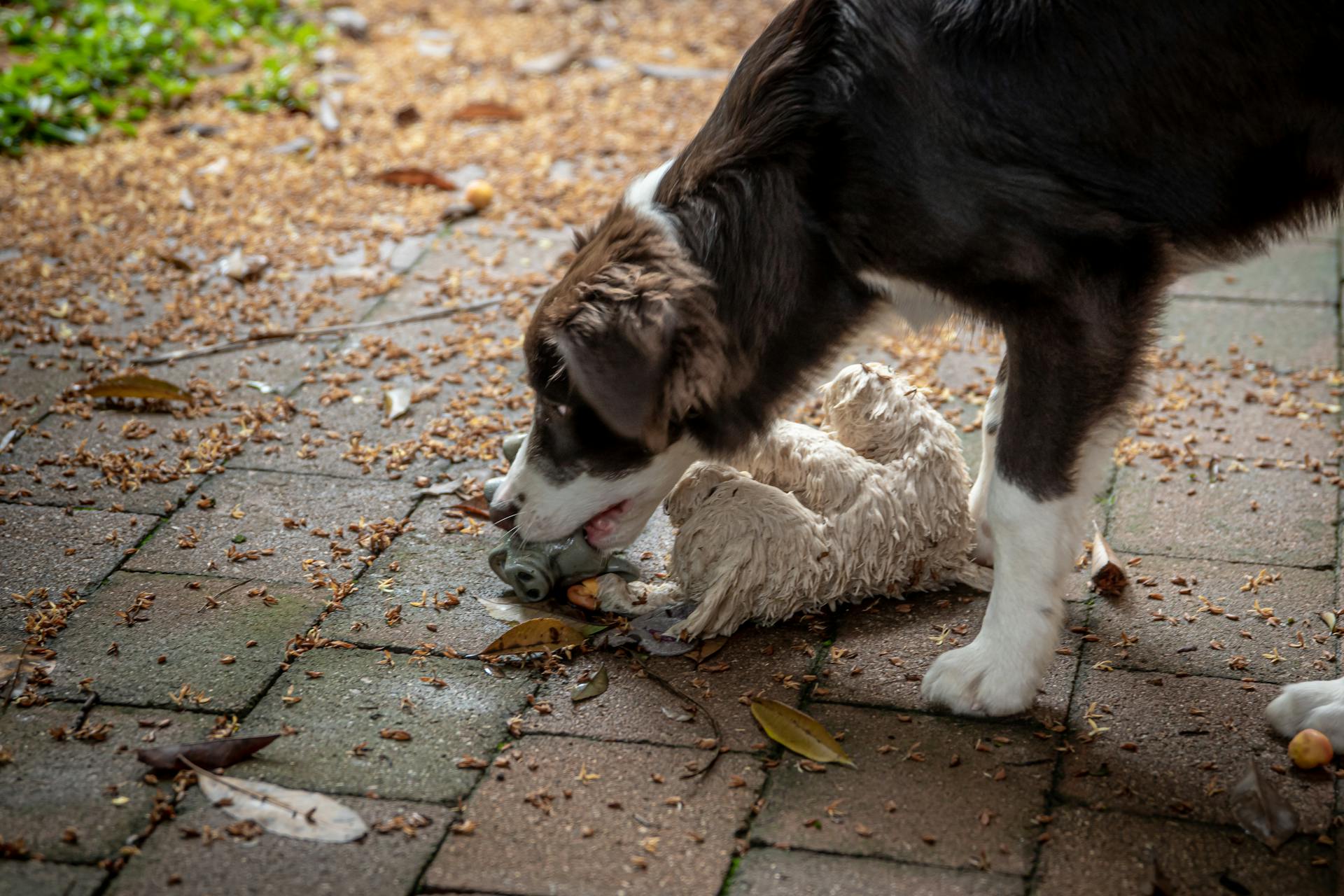 En svartvit bordercollie som leker med en leksaksfigur och en fylld leksak på ett brunt betonggolv