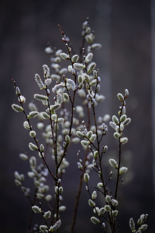 Free Detailed close-up of willow branches with fluffy catkins, showcasing spring beauty in nature. Stock Photo