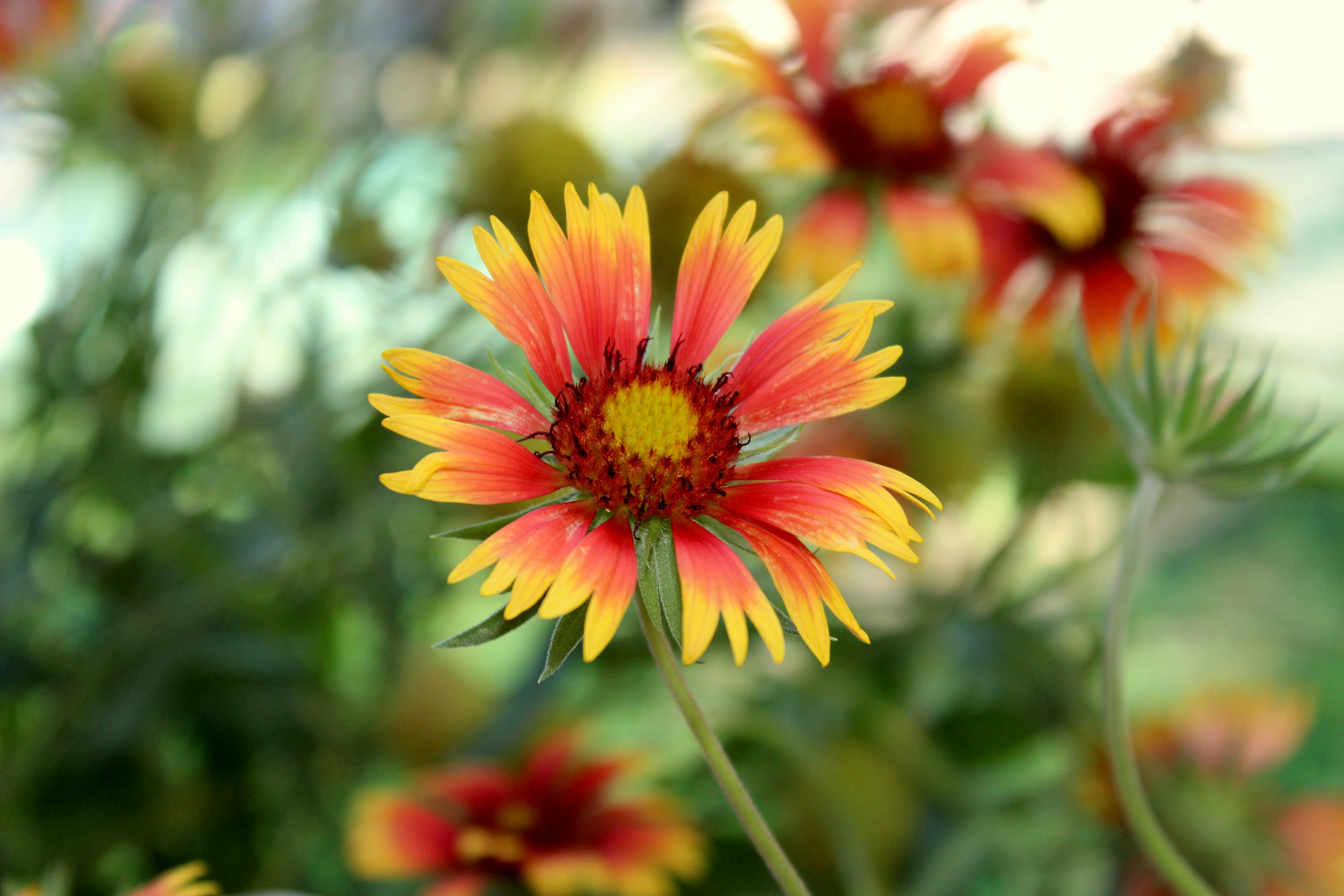 Orange and Pink Flowers during Daytime · Free Stock Photo