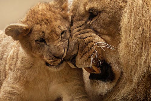 Free Adult Lion Playing With Lion Cub Stock Photo