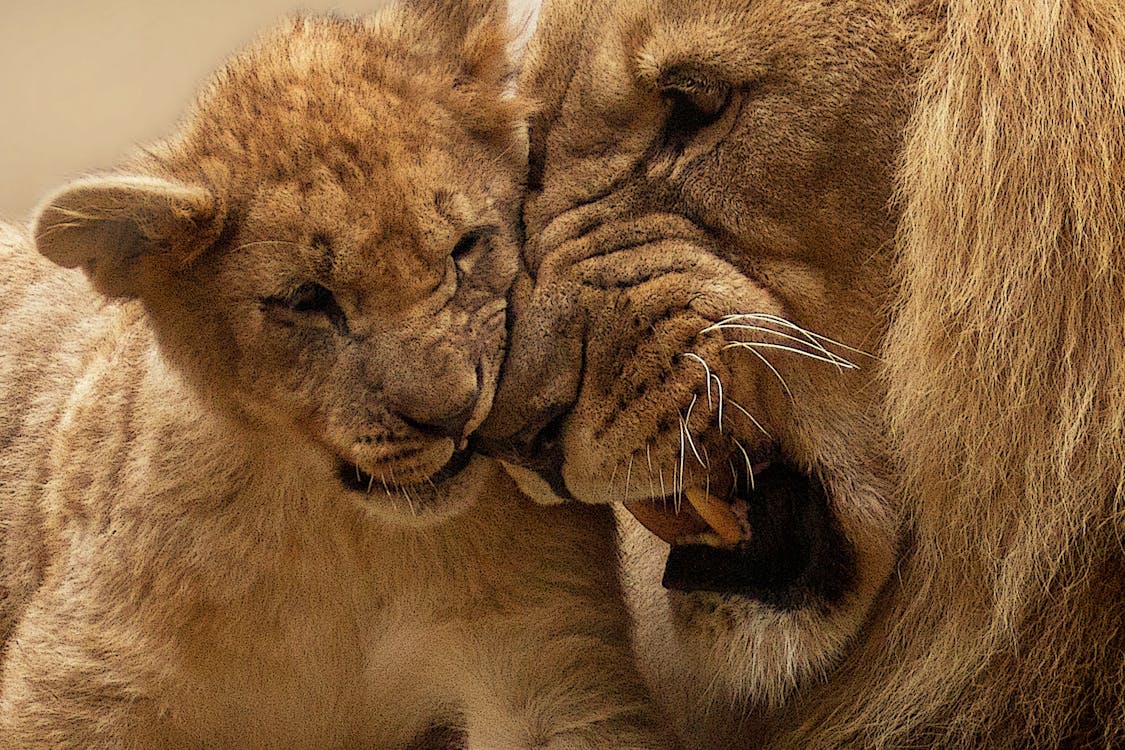 Adult Lion Playing With Lion Cub