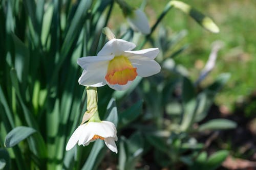 Free stock photo of april, beacon, beautiful flower Stock Photo