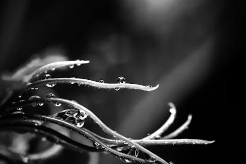 Free Water Droplets on Plant Stem in Grayscale Photography Stock Photo
