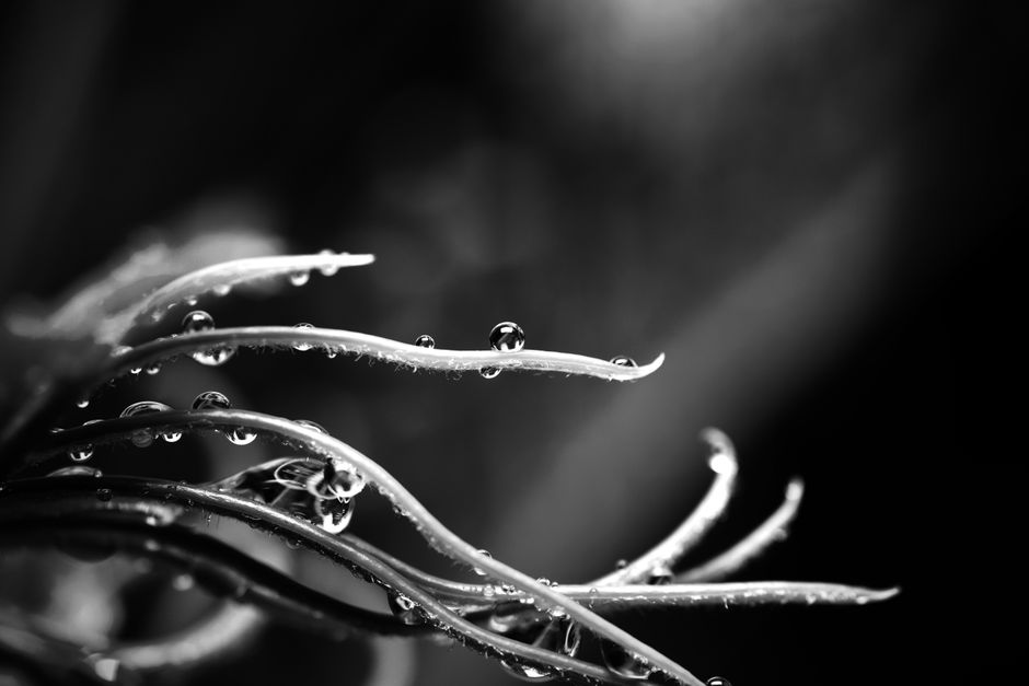 Artistic black and white photo of a dewy plant, highlighting droplets on leaves.