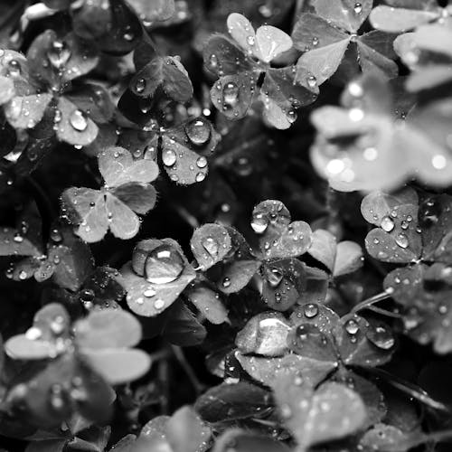 Grayscale Photo of Water Droplets on Plant
