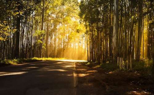 Бесплатное стоковое фото с деревья, дневной свет, дорога