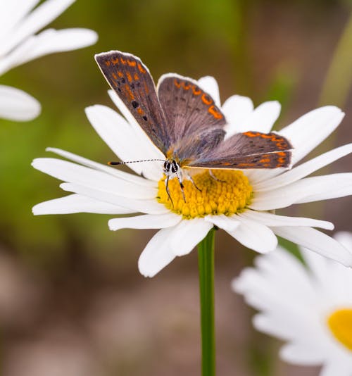 Free Brown and Black Butterfly on White Flower Stock Photo