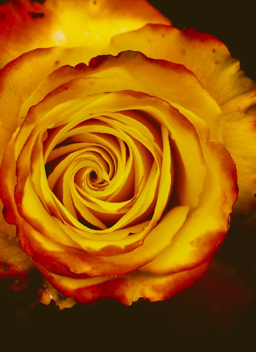 Yellow Rose in Close Up Photography