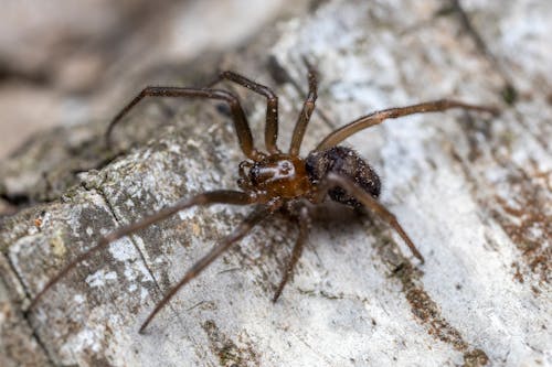 Gratis arkivbilde med bein, brun edderkopp, crawly