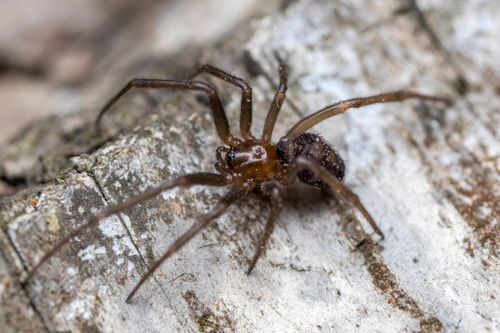 Free Detailed macro photograph of a brown spider crawling on a textured surface outdoors. Stock Photo