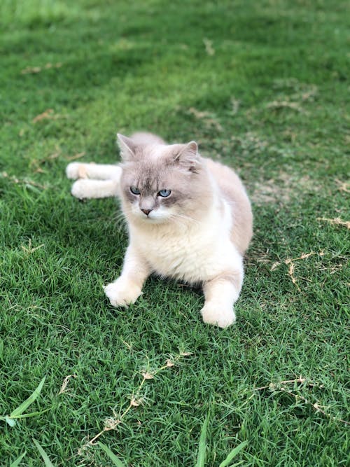 White and Gray Cat on Green Grass Field