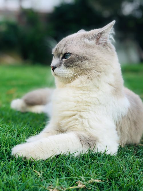 Free White and Gray Cat on Green Grass Stock Photo