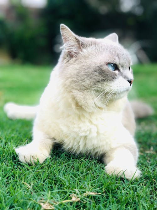 White and Gray Cat on Green Grass