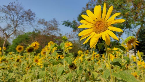 シーズン, ひまわり, ひまわり畑の無料の写真素材