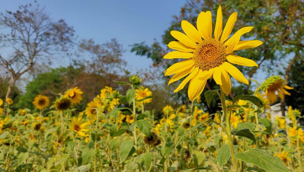 Free Yellow Flower Field Stock Photo