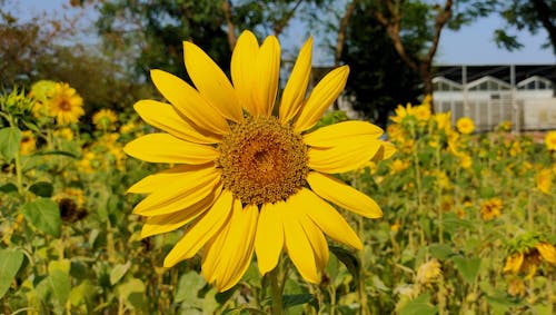 Free Yellow Flower in Tilt Shift Lens Stock Photo