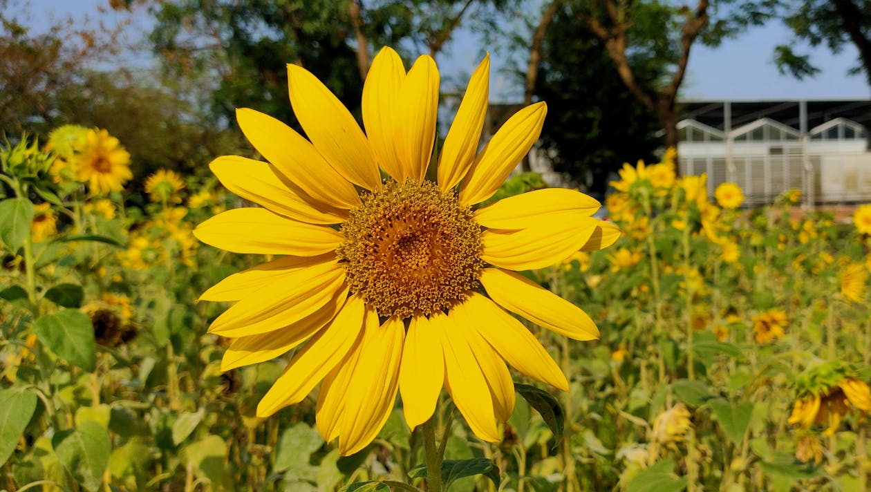 Yellow Flower in Tilt Shift Lens