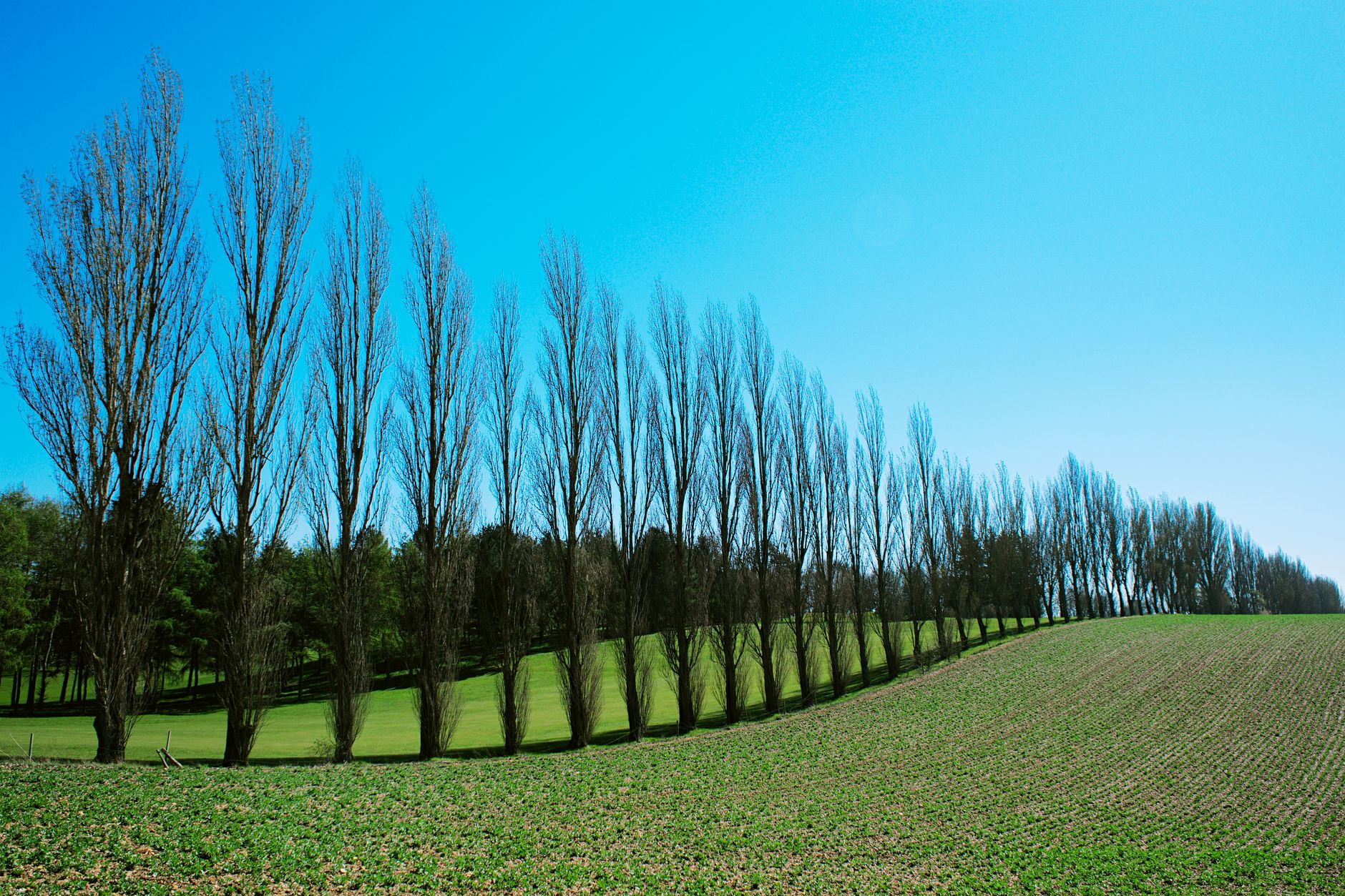 A tranquil landscape featuring rows of poplar trees under a clear blue sky.