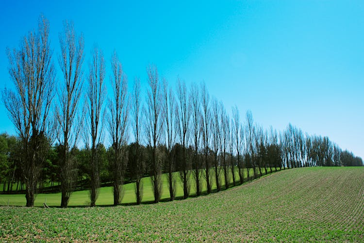 Trees In A Row In Springtime 