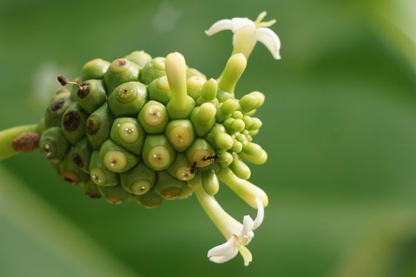 Noni (Indian Mulberry)