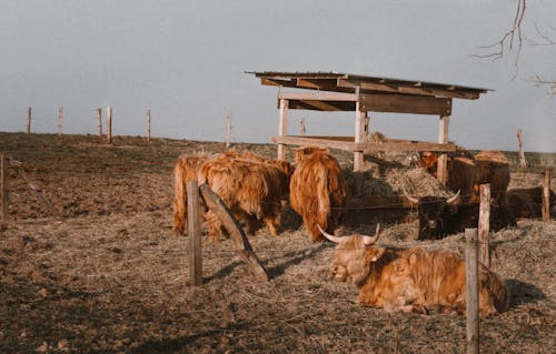 Cows and Bulls on Farm