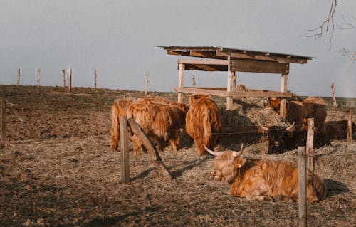 Foto stok gratis jerami, pagar, pena sapi