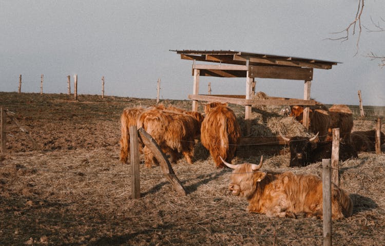 Cows And Bulls On Farm