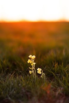 Yellow meadow flowers blooming during a vibrant sunrise, showcasing nature's beauty.