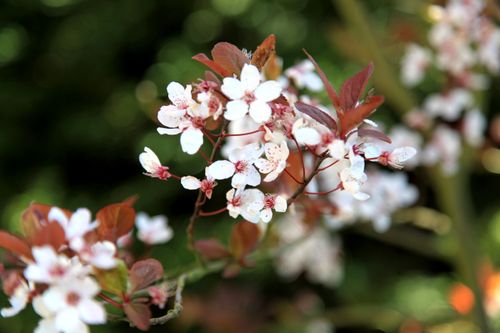 Free stock photo of arbre, arbre en fleurs, fleurs de printemps Stock Photo