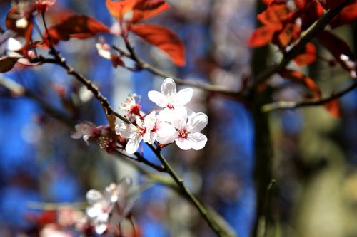 Free stock photo of arbre, arbre en fleur, beautiful flower Stock Photo