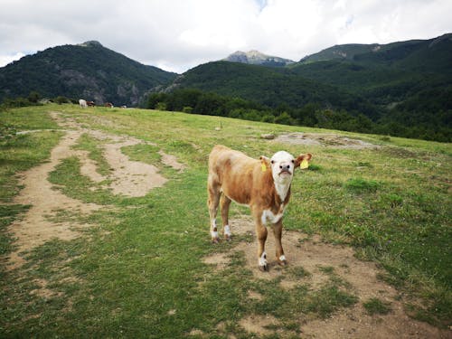 Brown Calf Standing on a Hill Pasture