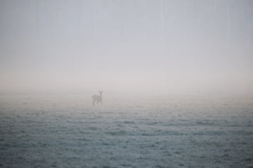 Fog over Grassland in Winter