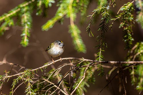 Goldcrest Bird on Tree Branch
