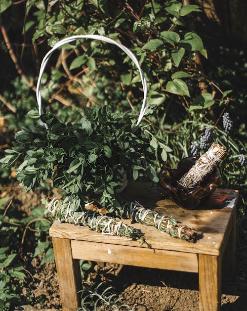 Green Leafy Plant on Brown Wooden Chair