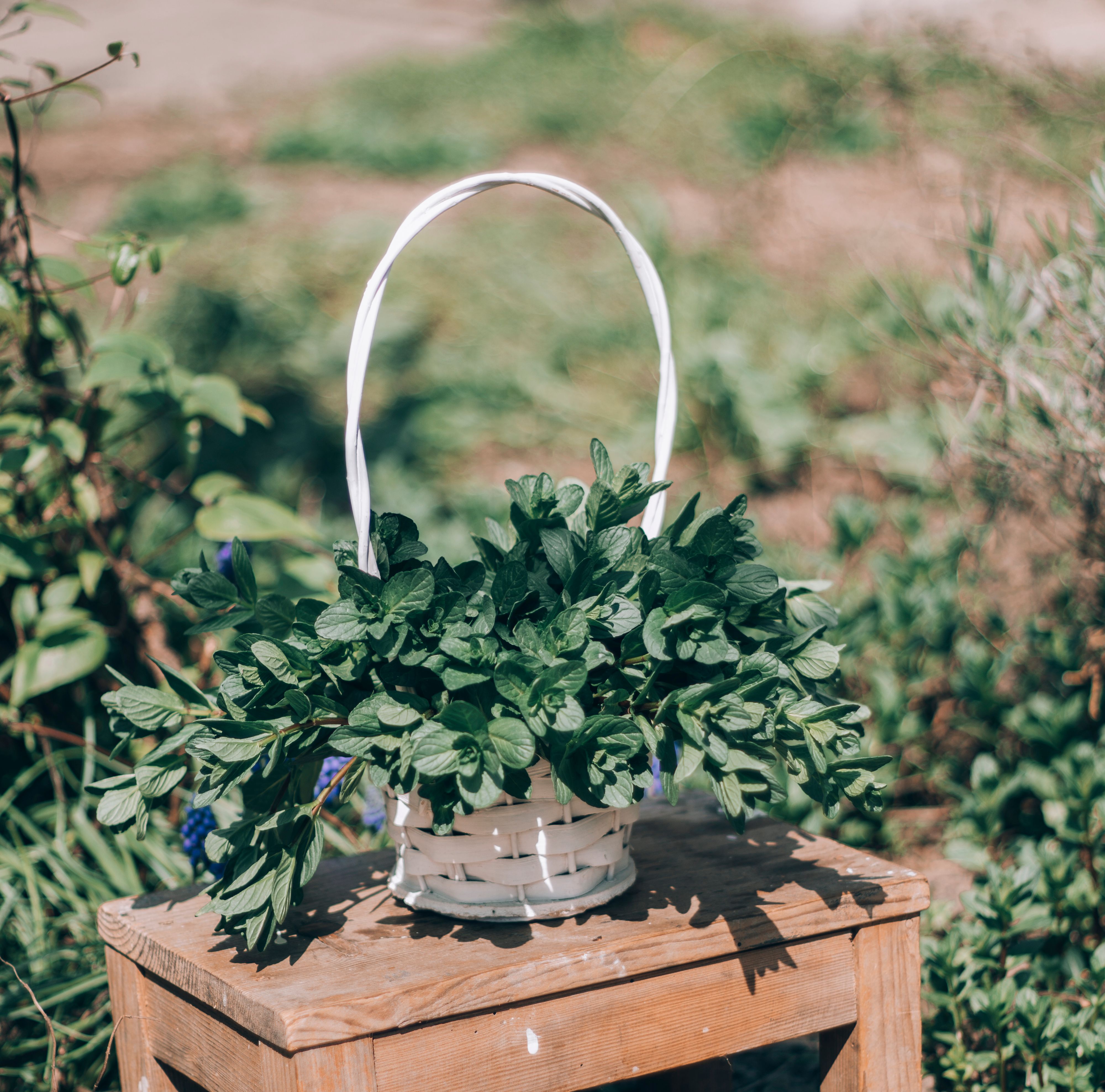 Mint Plants in Garden
