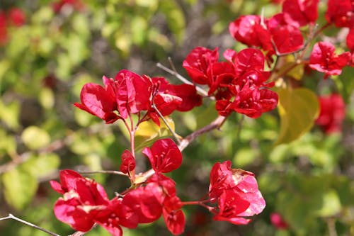 フラワーズ, 鮮やかなピンクの花の無料の写真素材