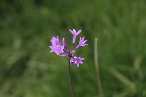 フラワーズ, 紫色の花の無料の写真素材