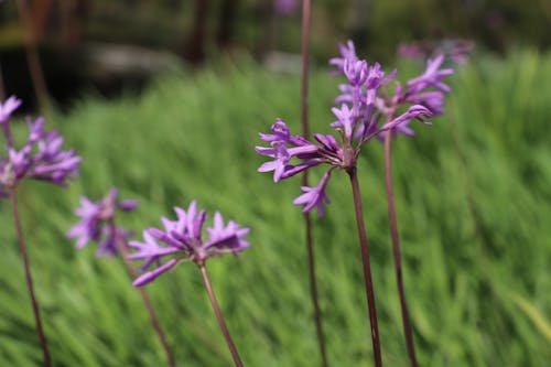 Photos gratuites de fleur violette, fleurs violettes, magnifiques fleurs