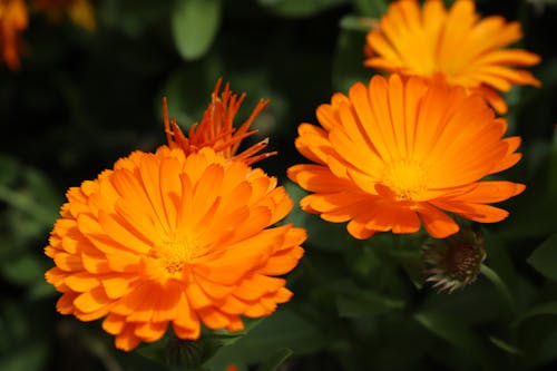 オレンジ, オレンジの花, オレンジ色の花の無料の写真素材