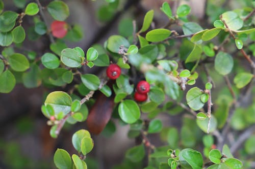 Free stock photo of green, red