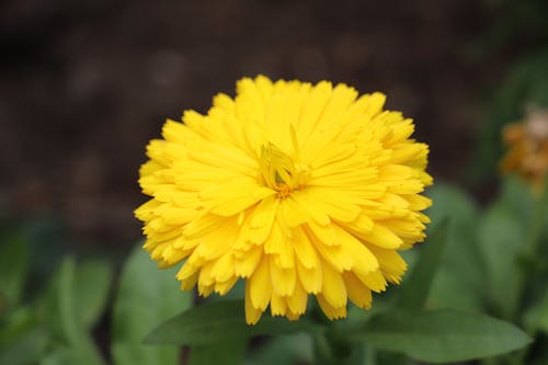 Photos gratuites de fleur, fleur jaune, jaune vif