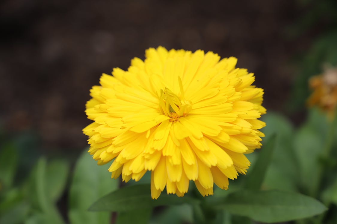 Gratis lagerfoto af blomst, gul blomst, gul daisy
