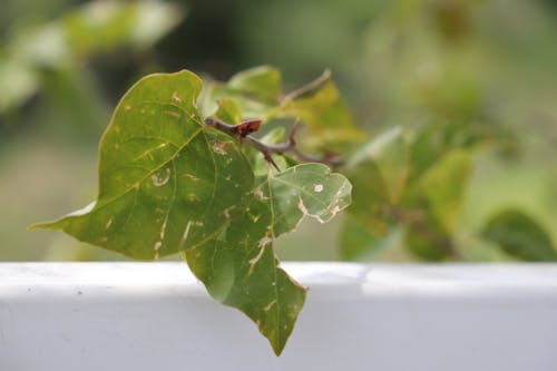 Free stock photo of green, green background, leaves