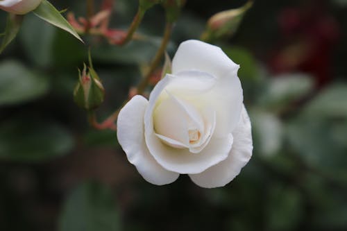 Δωρεάν στοκ φωτογραφιών με λευκό λουλούδι, λευκό τριαντάφυλλο, όμορφο λουλούδι