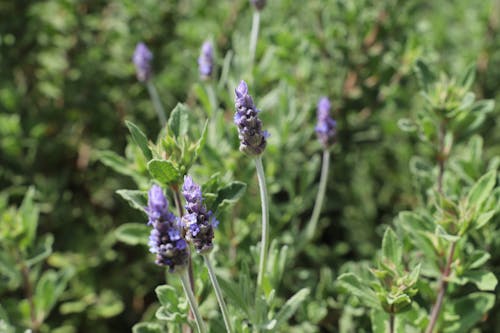 Free stock photo of blooming lavender, lavender field, lavender flowers