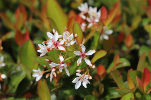 Free stock photo of flowers