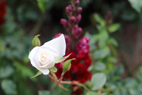 Free stock photo of blooming rose, rose, white rose